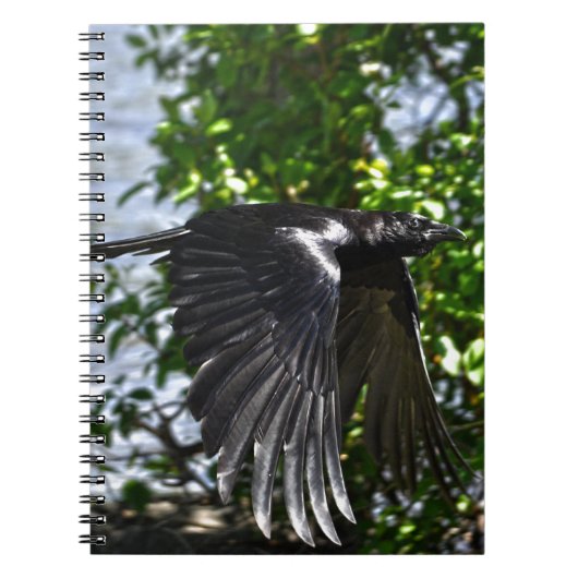 Carnet Flying Raven in Sunlight Wildlife Photo (Devant)