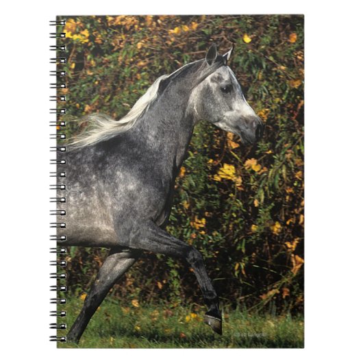 Carnet Fonctionnement d'Arabes : Automne (Devant)