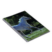 Carnet Fonctionnement d'étalon de pur sang (Côté Droit)