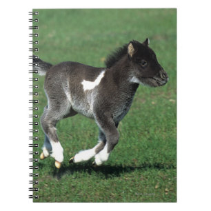 Carnet Fonctionnement miniature de poulain