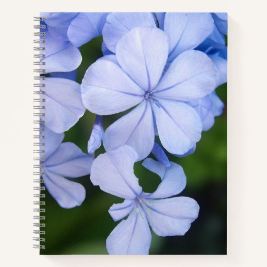 Carnet Fond floral bleu (Devant)