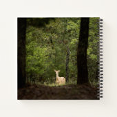 Carnet Forest | A White Tailed Deer in the Woods (Dos)