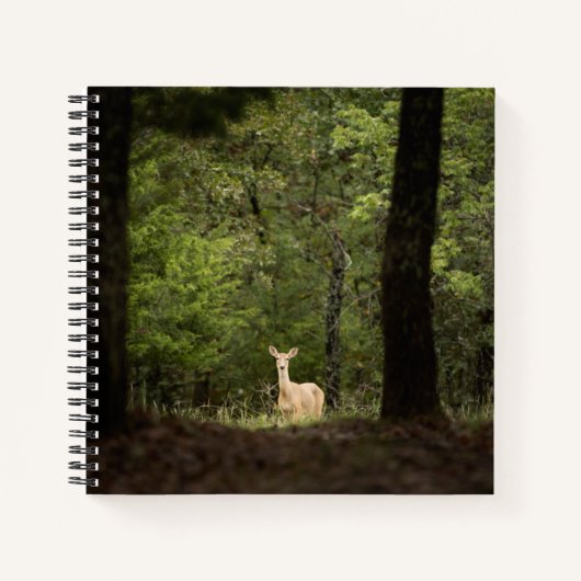 Carnet Forest | A White Tailed Deer in the Woods (Devant)