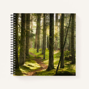 Carnet Forest Boreal Forest Sweden
