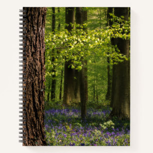 Carnet Forests Bluebells in Belgium