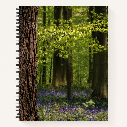 Carnet Forests | Bluebells in Belgium (Devant)