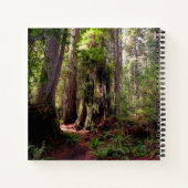Carnet Forests | Redwood Forest California (Dos)