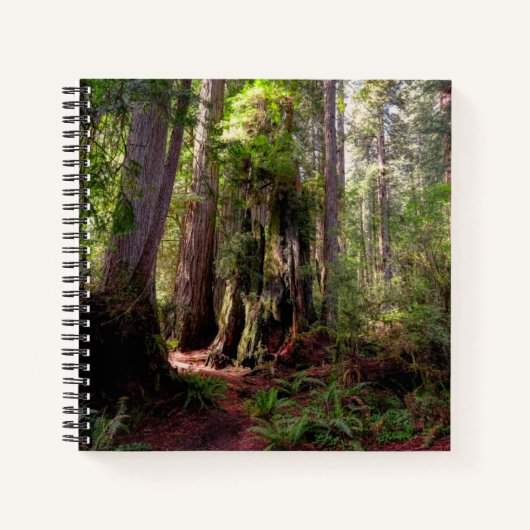 Carnet Forests | Redwood Forest California (Devant)