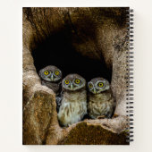 Carnet Forests | Three Owls Looking (Dos)