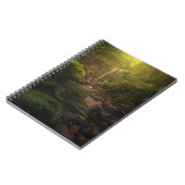 Carnet Forêt | Cascade Sunlight Highlights (Côté gauche)
