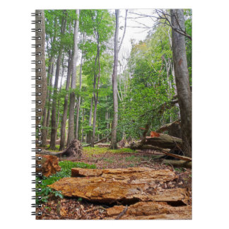 Carnet Forêt de hêtres relaxante