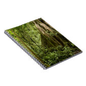 Carnet Forêt de nuages, Bosque de Paz, Costa Rica (Côté Droit)