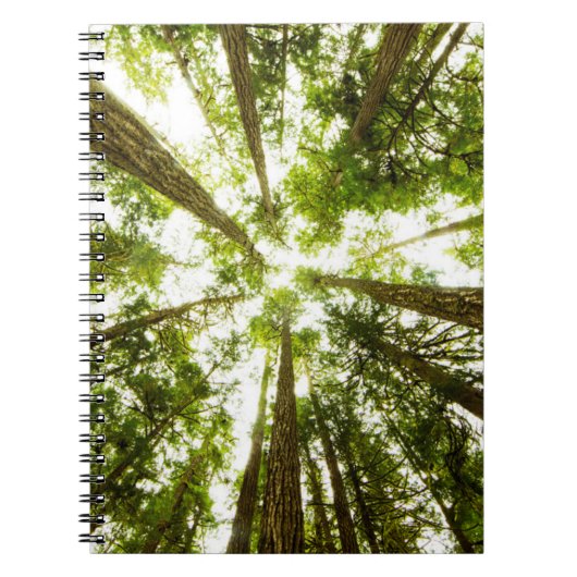Carnet Forêt de pluie verte (Devant)