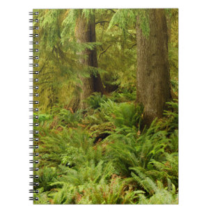Carnet Forêt luxuriante et fougères   Parc d'État Ecola, 