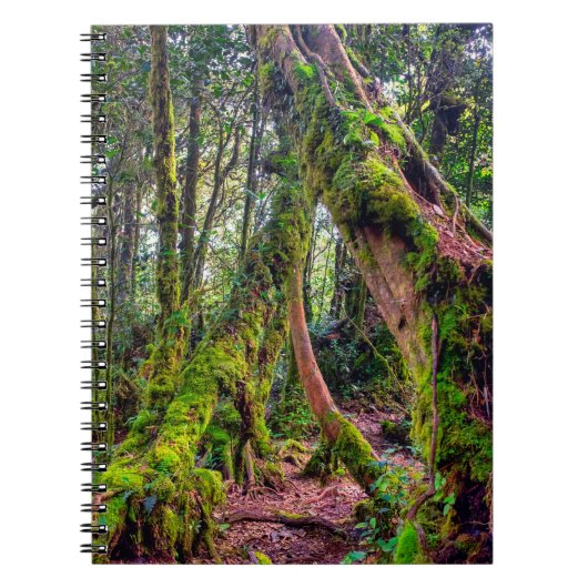 Carnet Forêt moussue (Devant)