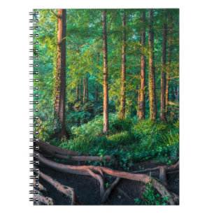 Carnet Forêt Végétation et forêt