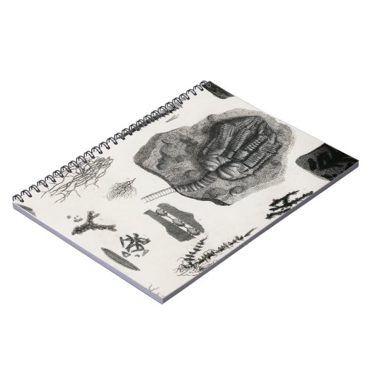 Carnet fossile, dinosaure, paléontologie, fossiles, crâne (Côté gauche)