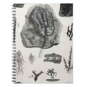 Carnet fossile, dinosaure, paléontologie, fossiles, crâne