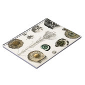 Carnet fossiles, dinosaures, fossiles, paléontologie, géo (Côté gauche)