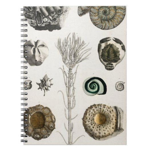 Carnet fossiles, dinosaures, fossiles, paléontologie, géo (Devant)