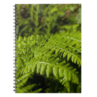 Carnet fouine