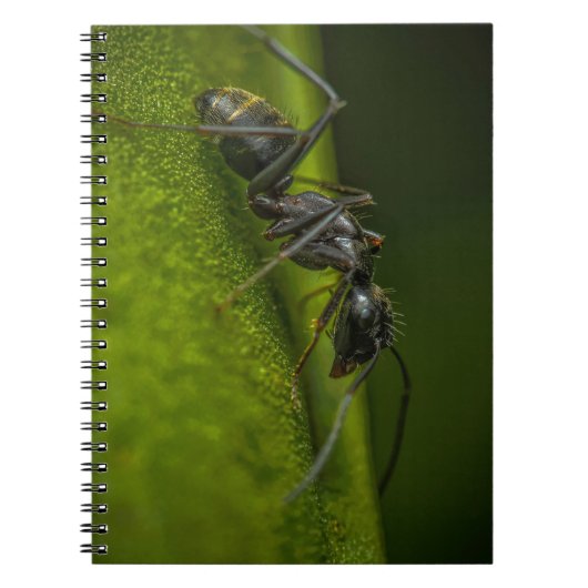 Carnet Fourmi noire occupée sur une feuille verte (Devant)