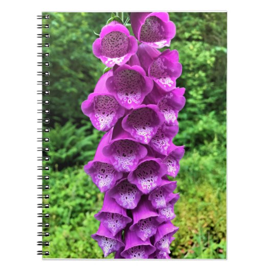 Carnet Foxglove Flowers, Oregon (Devant)