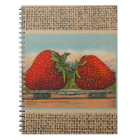 Fraises Géant Antique Fruit Amusement