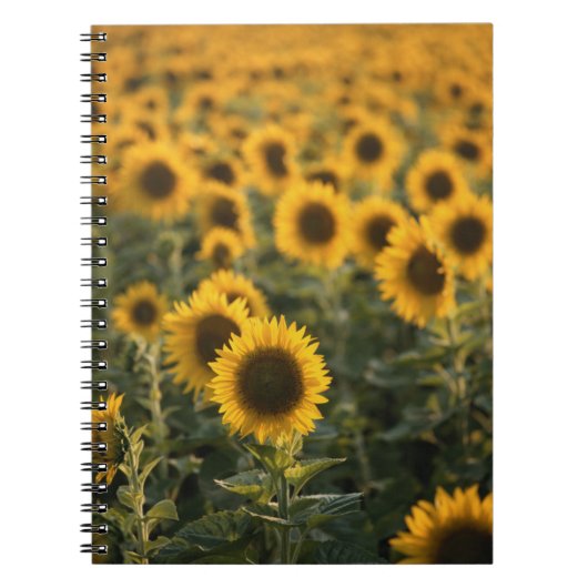 Carnet France, Vaucluse, champ de tournesols (Devant)