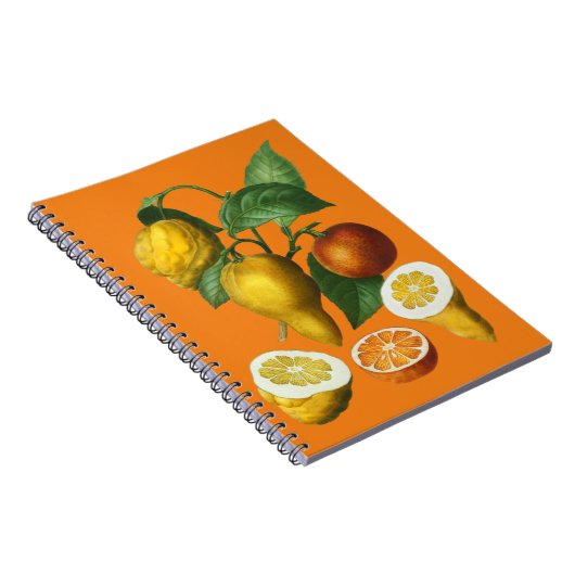 CARNET FRUITS DE CITRÉ (Côté Droit)