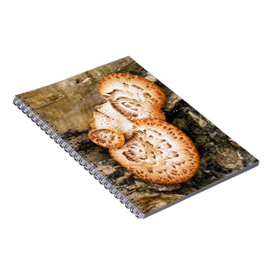 CARNET FUNGI (Côté Droit)