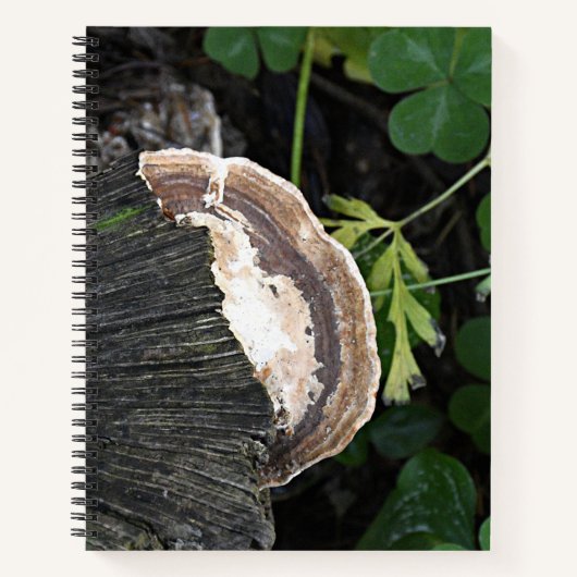 Carnet Fungus polypores sur souche d'arbre (Devant)