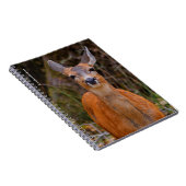 Carnet Funny Young Blacktail Deer sourit à un photographe (Côté Droit)