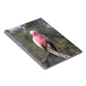 Carnet Galah (Côté Droit)