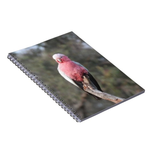 Carnet Galah (Côté Droit)