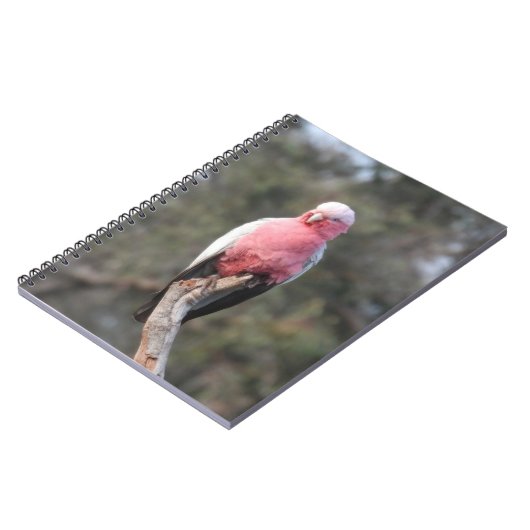 Carnet Galah (Côté gauche)