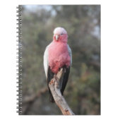 Carnet Galah (Devant)