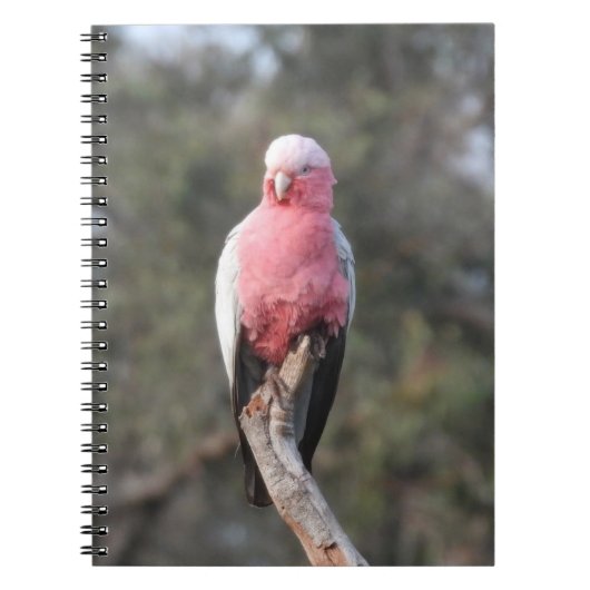 Carnet Galah (Devant)