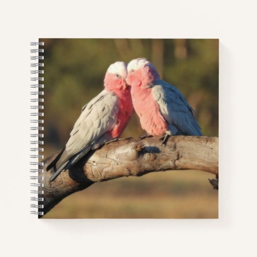 Carnet Galahs roses (Devant)