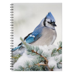 Carnet Geai bleu dans un cèdre de l'Atlas bleu