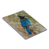Carnet Geai de Steller dans un arbre (Côté Droit)