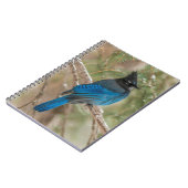 Carnet Geai de Steller dans un arbre (Côté gauche)
