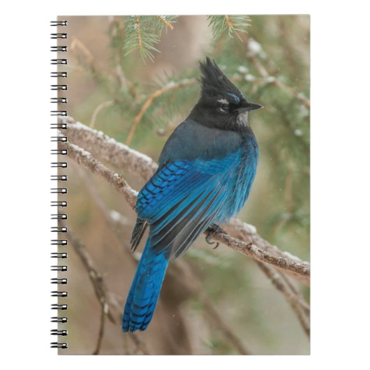 Carnet Geai de Steller dans un arbre (Devant)