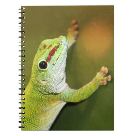 Carnet Gecko (Devant)