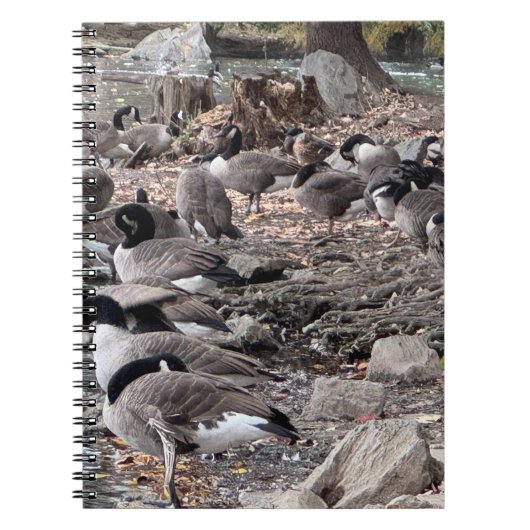 Carnet Geese in the Park Notebook (Devant)