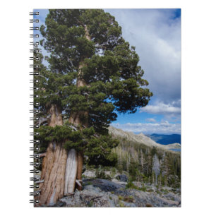 Carnet Genévrier de la Sierra et arbres à feuilles persis