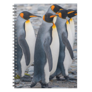 Carnet Géorgie du Sud. Manchots royaux