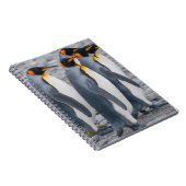 Carnet Géorgie du Sud. Pingouins (Côté Droit)