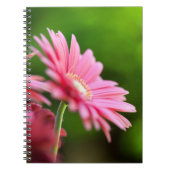 Carnet Gerbera Rose Daisy (Devant)
