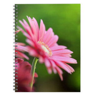 Carnet Gerbera Rose Daisy